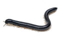 Thyropygus sp. 1 Malaysia adult